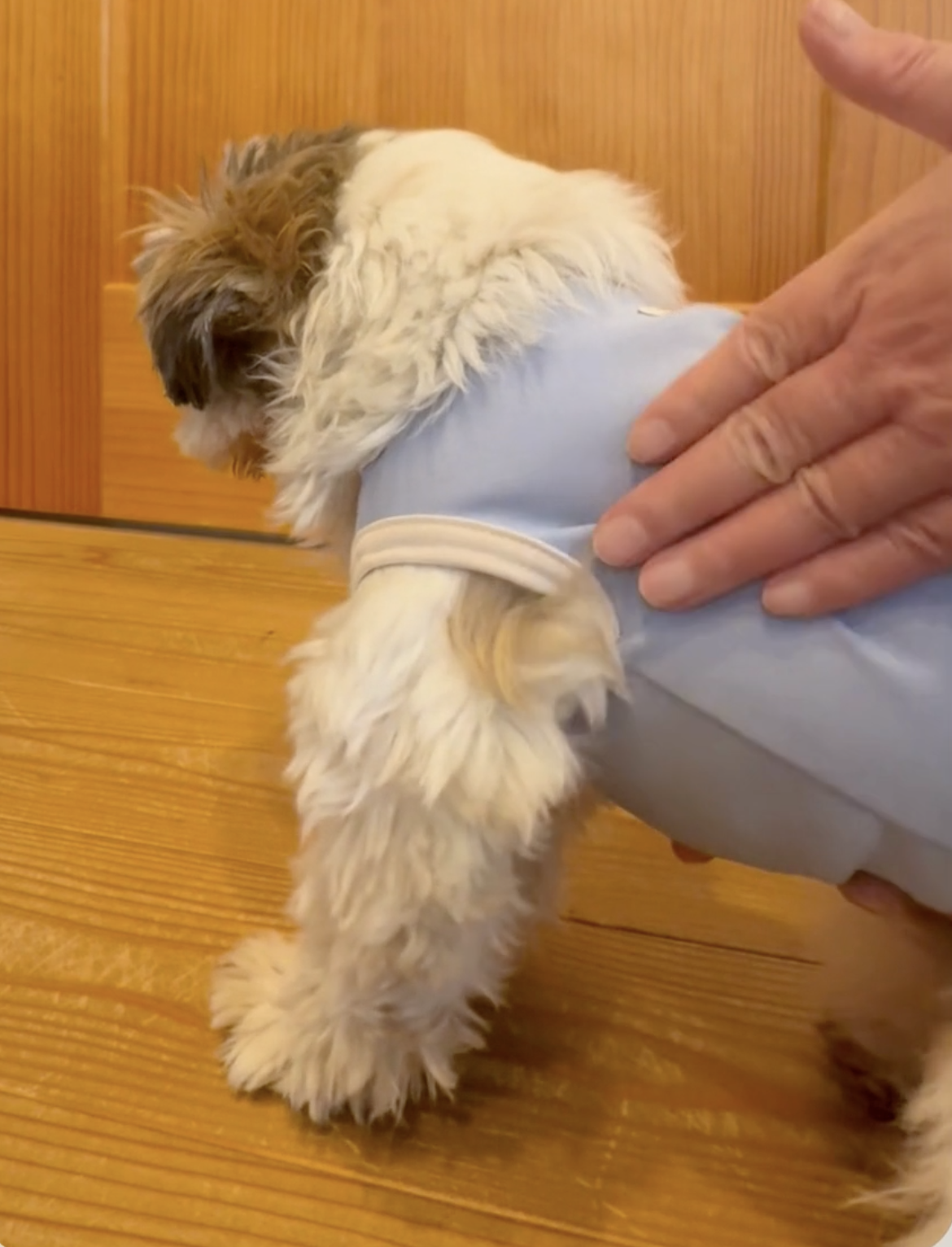 犬 小刻みに震える 高齢