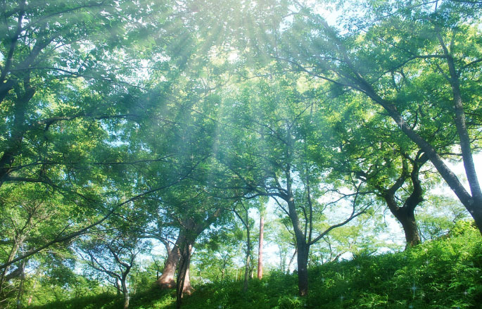 縫わずに接着テープを使うので低学年でも取り組めます。