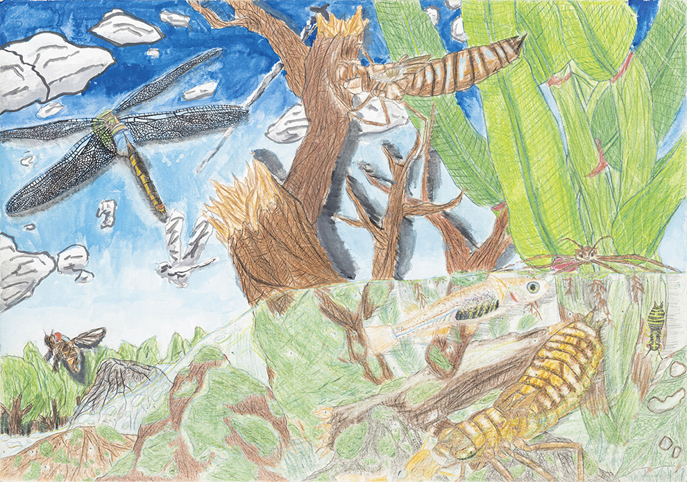 小学5年生の部入賞作品 | WELOVEトンボ絵画コンクール